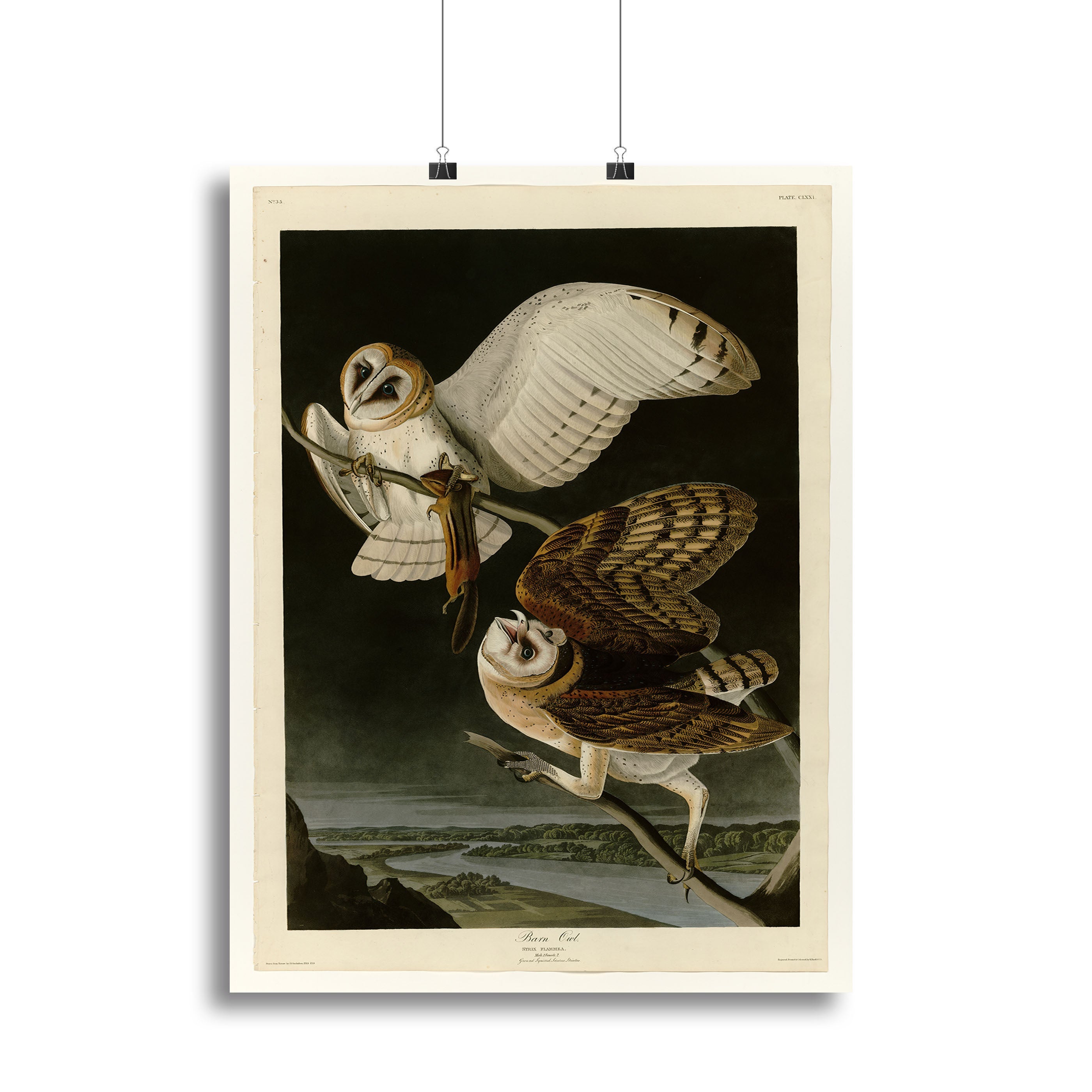 Barn Owl by Audubon Poster - Unframed