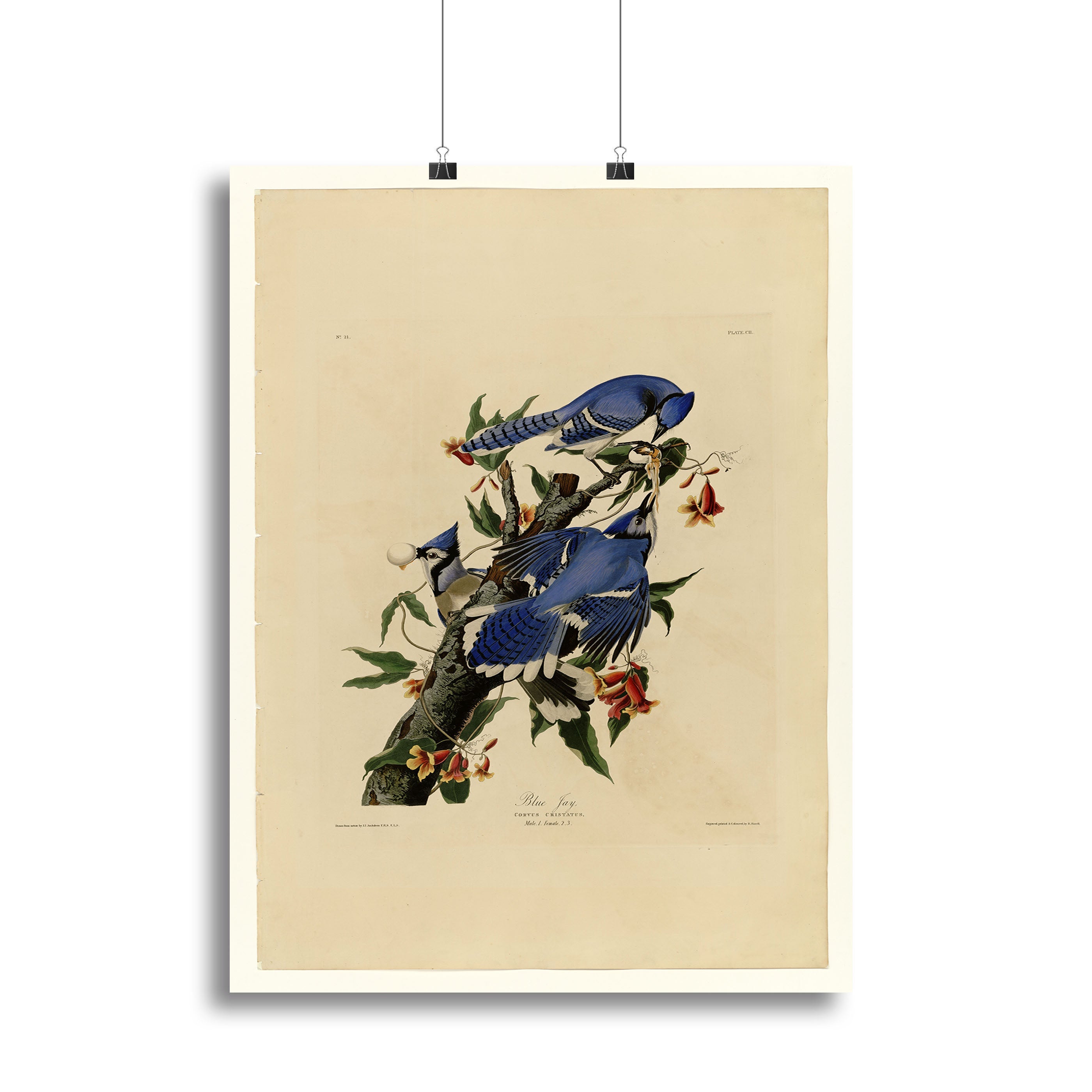 Blue Jay by Audubon Poster - Unframed