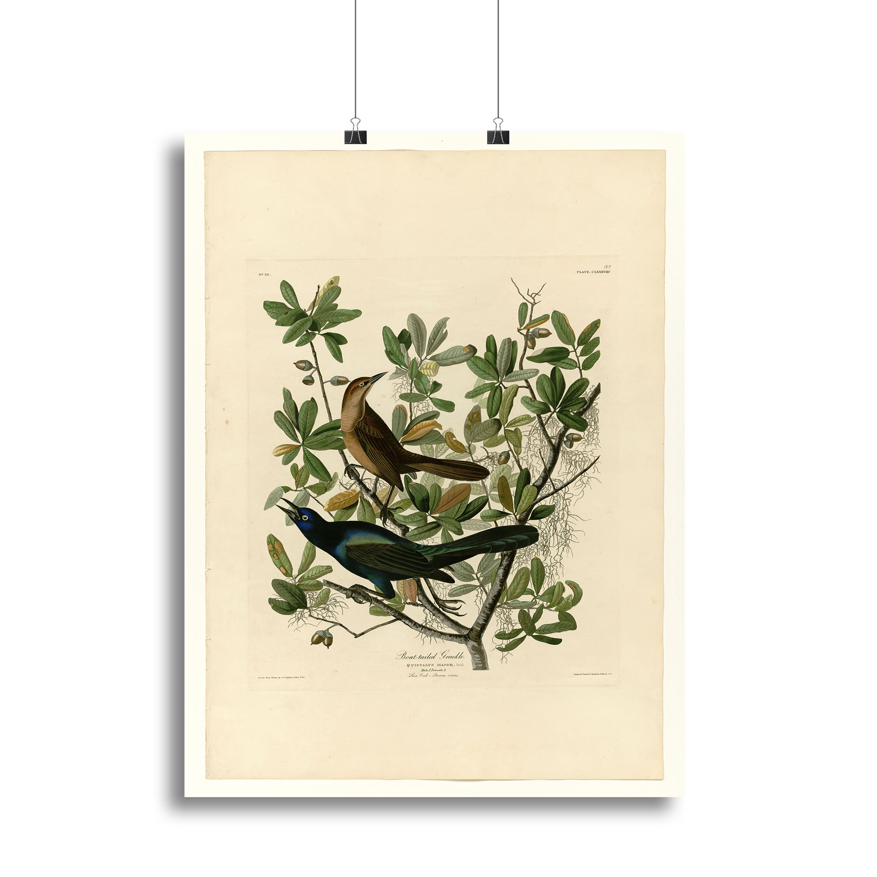 Boat tailed Grackle by Audubon Poster - Unframed