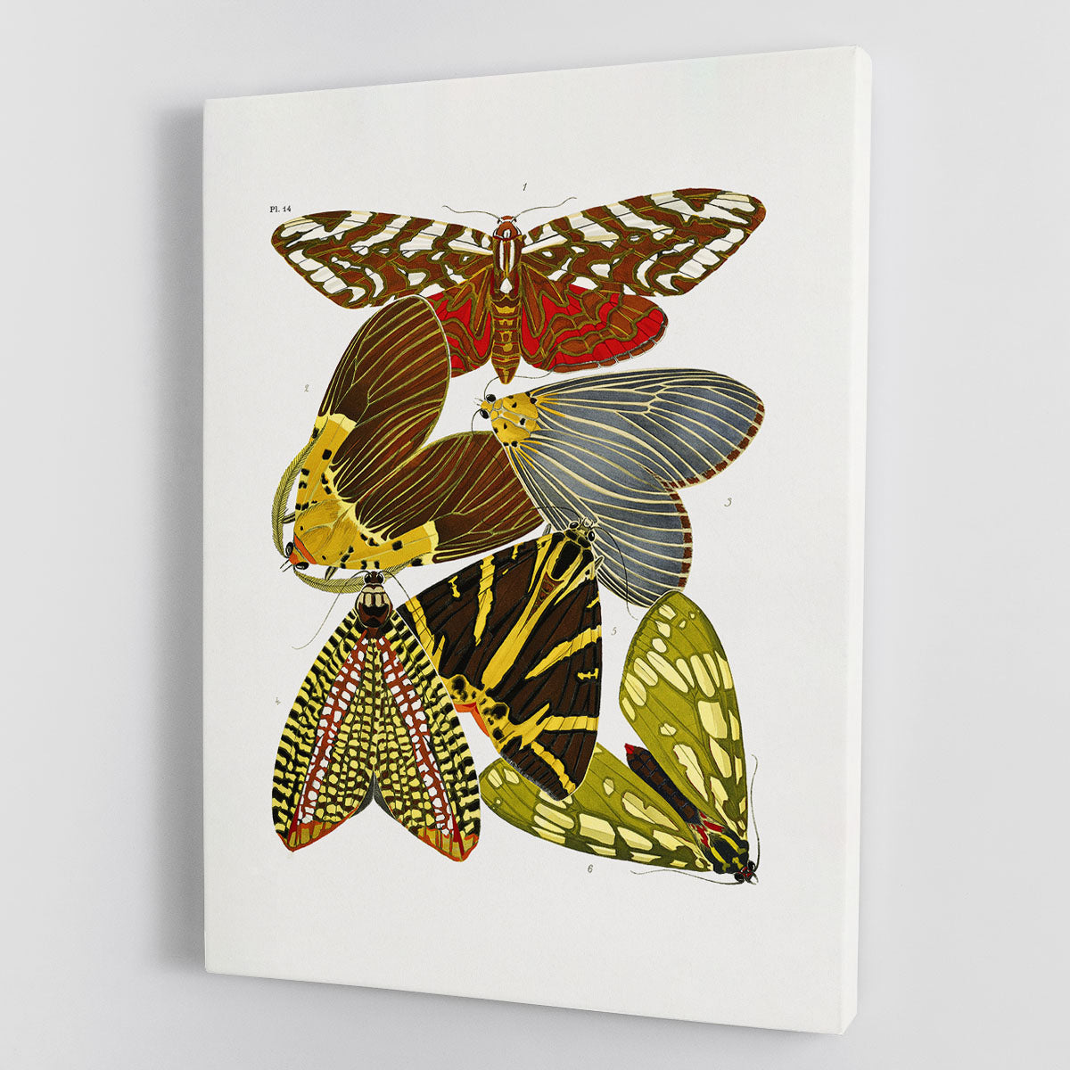 Butterflies Part 14 Canvas Print or Poster - Canvas Art Rocks - 1