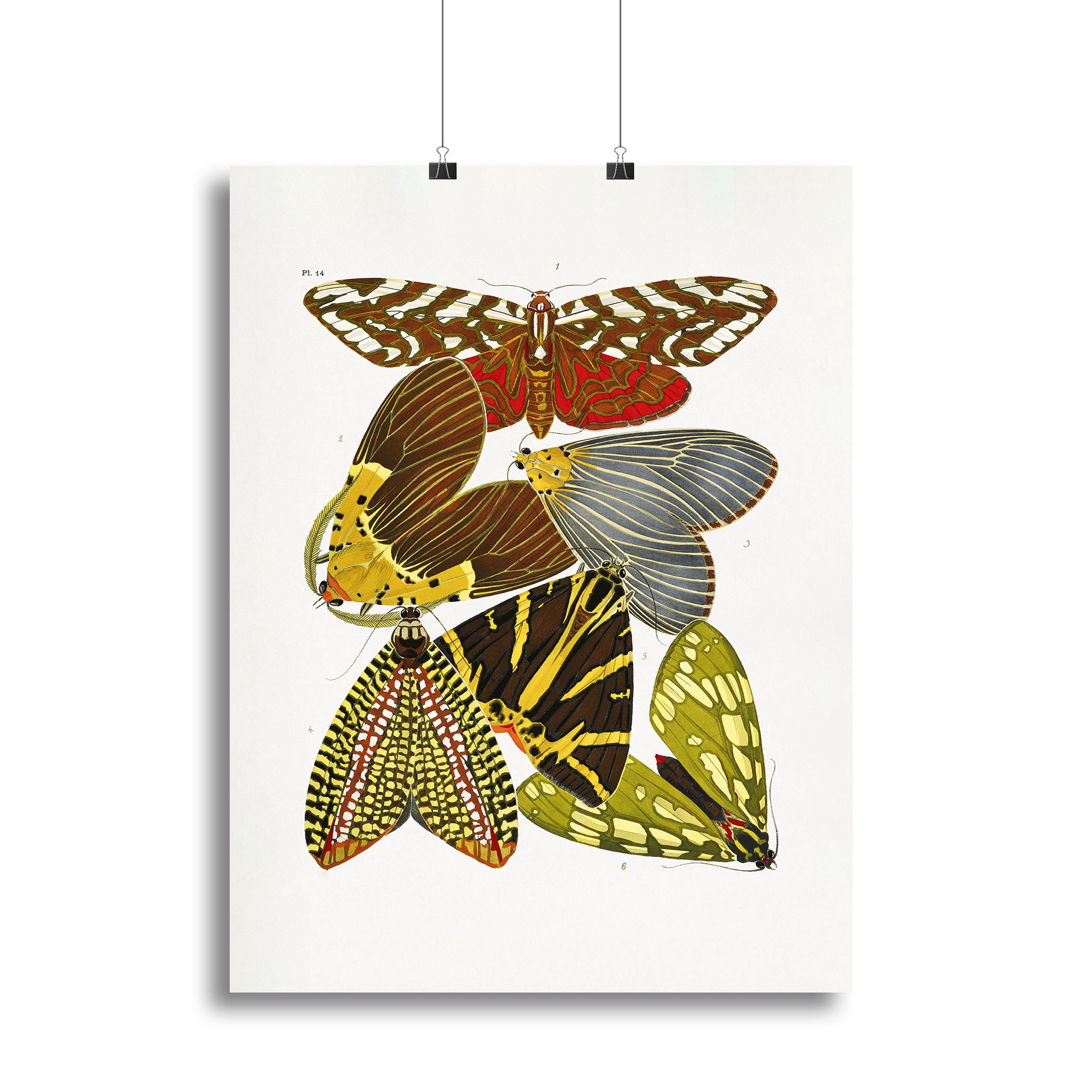 Butterflies Part 14 Canvas Print or Poster - Canvas Art Rocks - 2