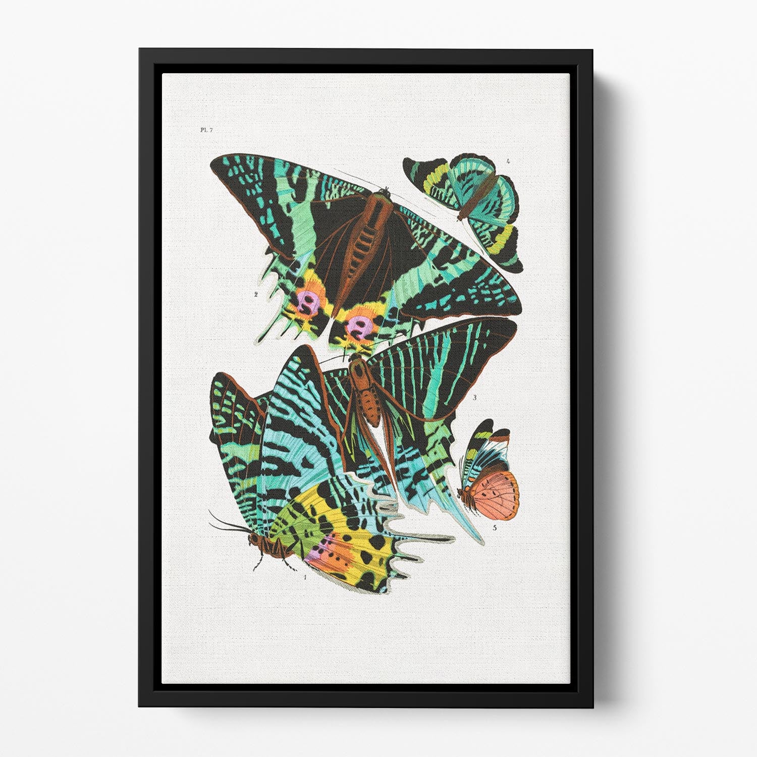 Butterflies Part 7 Floating Framed Canvas - Canvas Art Rocks - 2