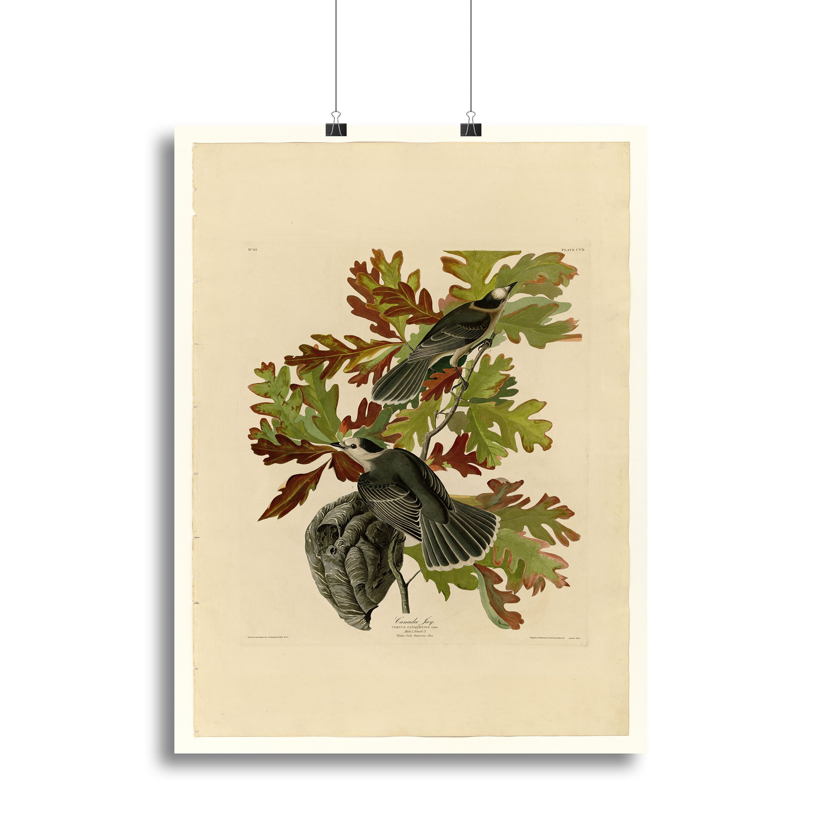 Canada Jay by Audubon Poster - Unframed