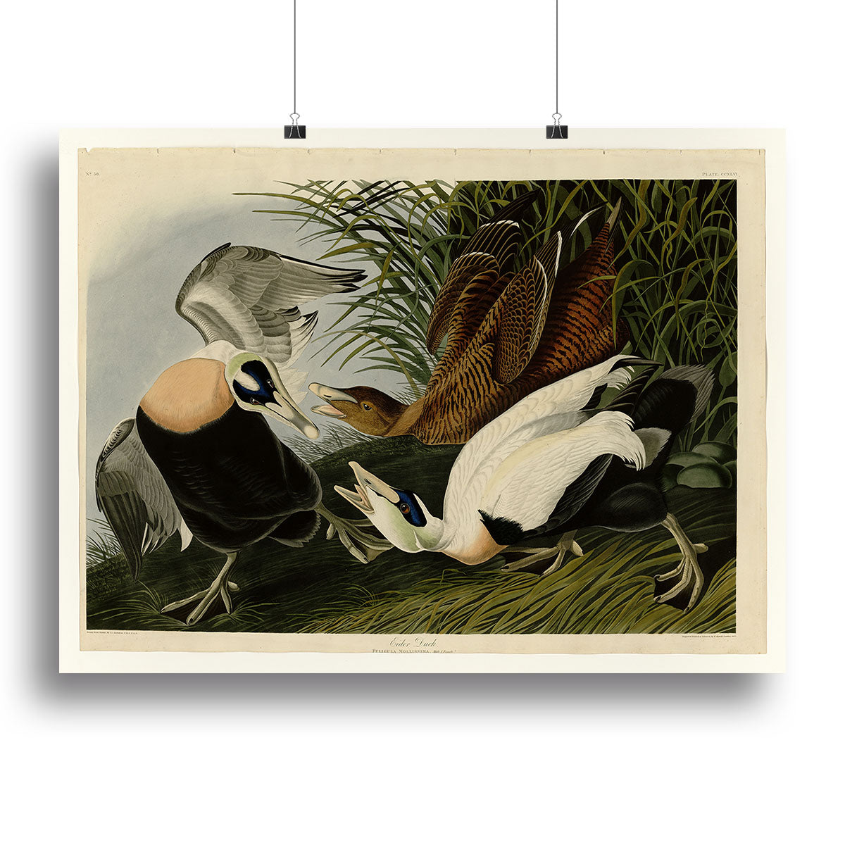 Eider Duck by Audubon Poster - Unframed