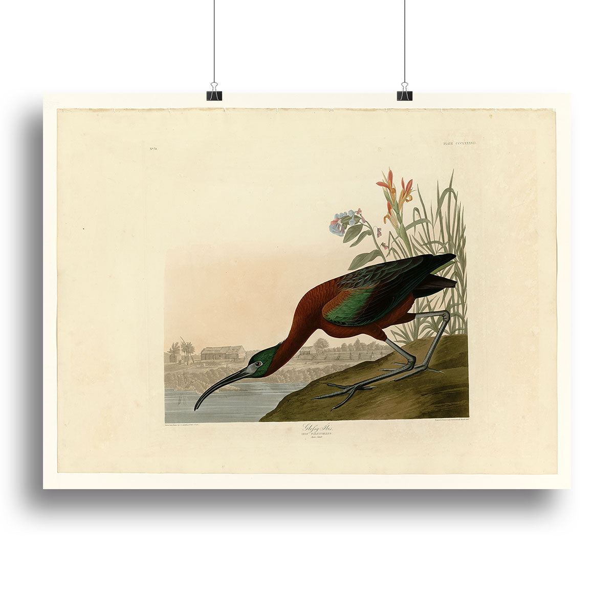 Glossy Ibis by Audubon Poster - Unframed