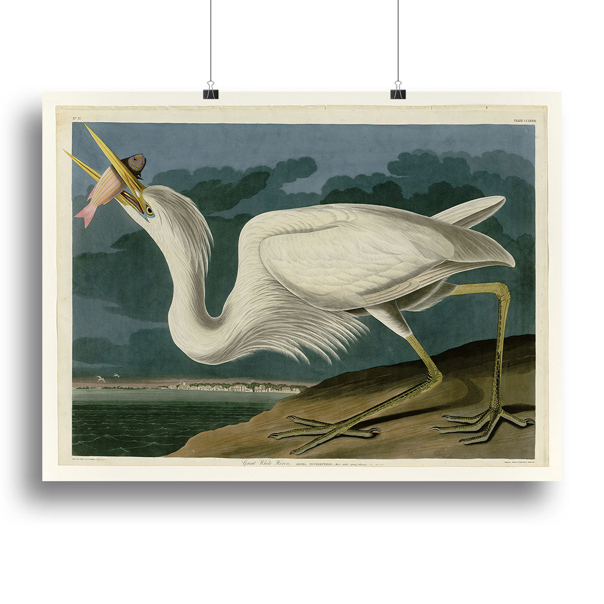 Great White Heron by Audubon Poster - Unframed