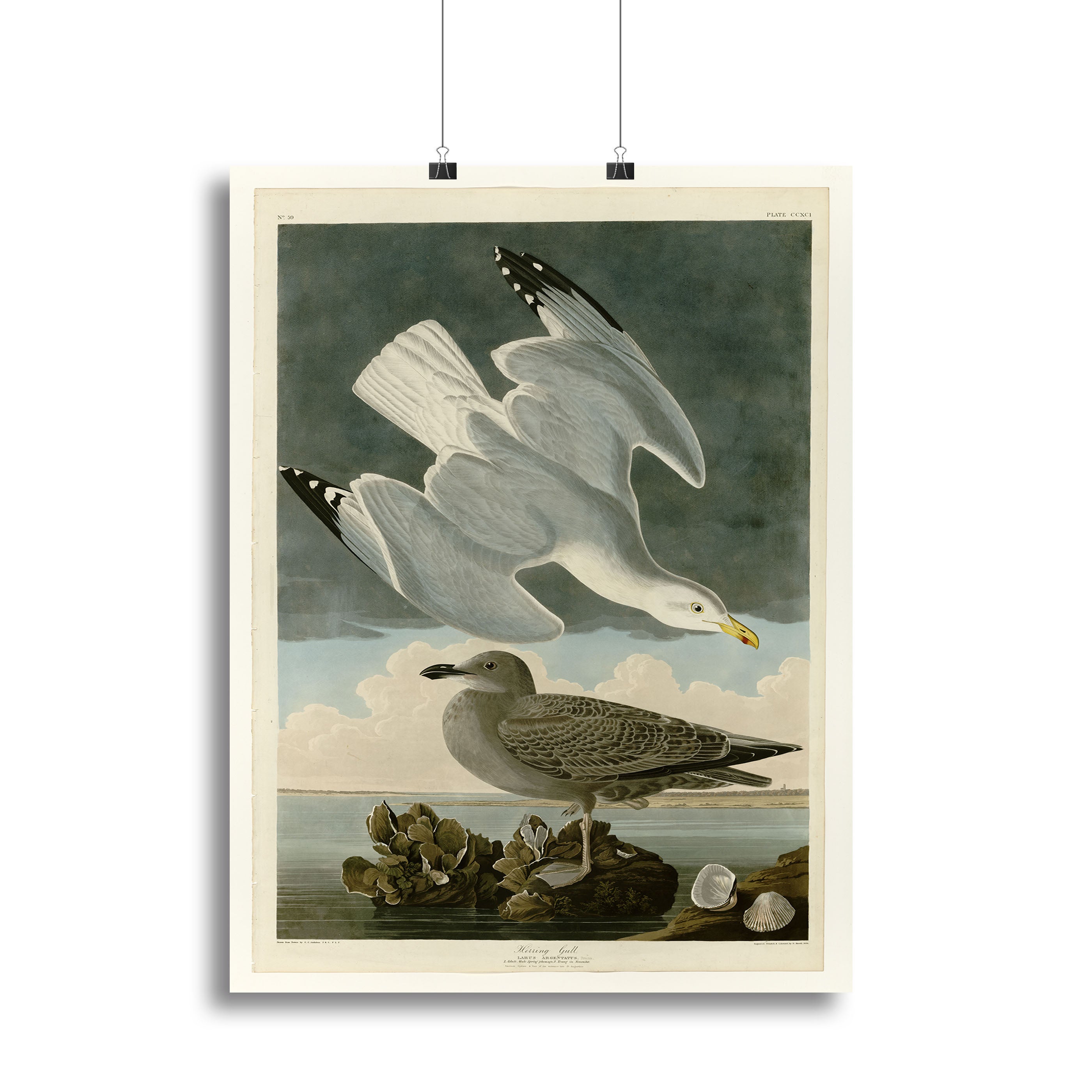 Herring Gull by Audubon Poster - Unframed