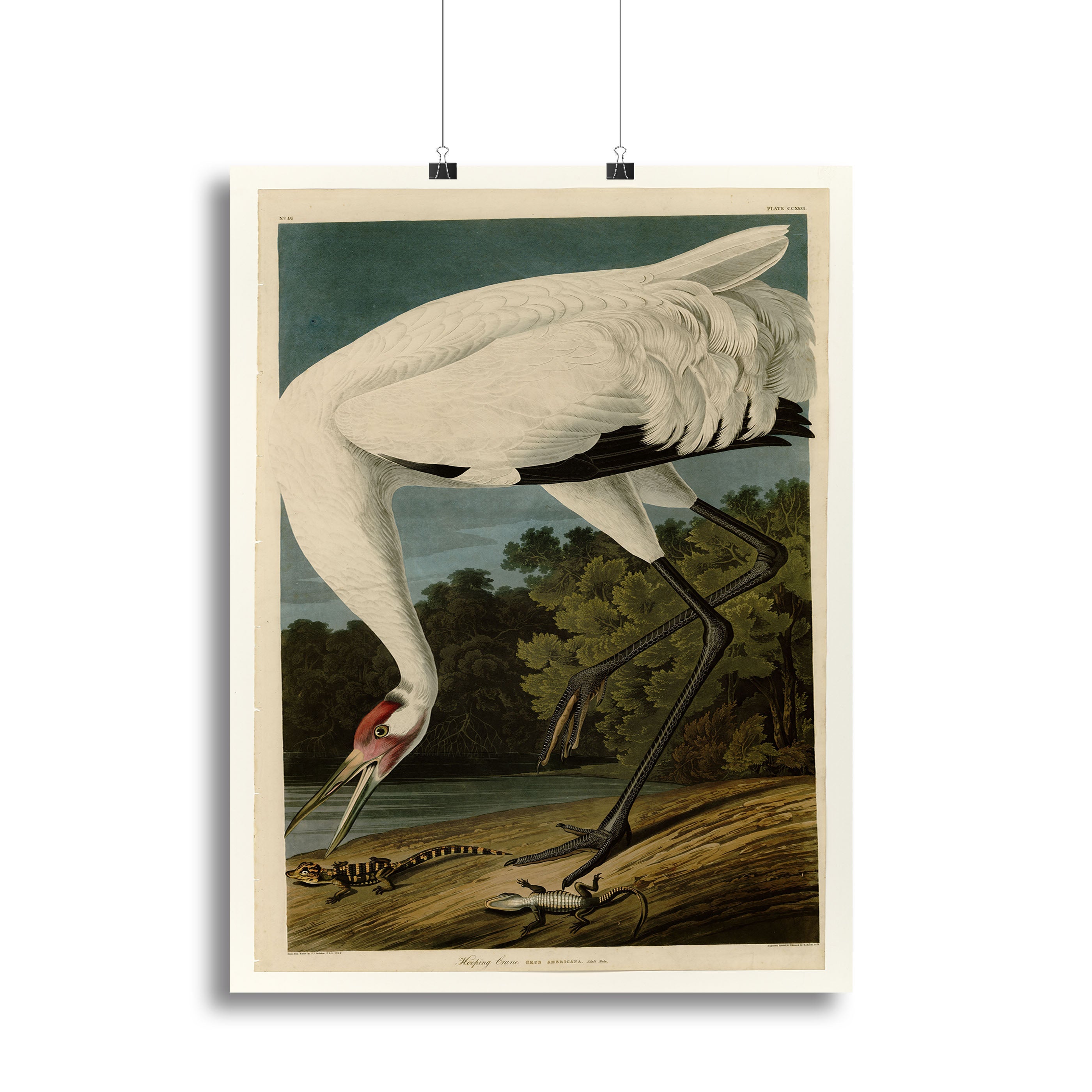 Hooping Crane by Audubon Poster - Unframed