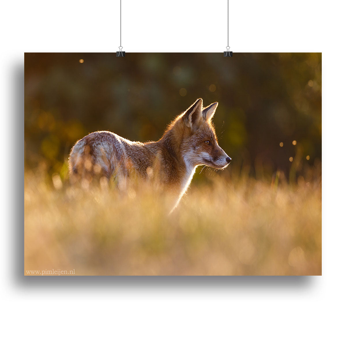 Last Light Fox Canvas Print or Poster - 1x - 2