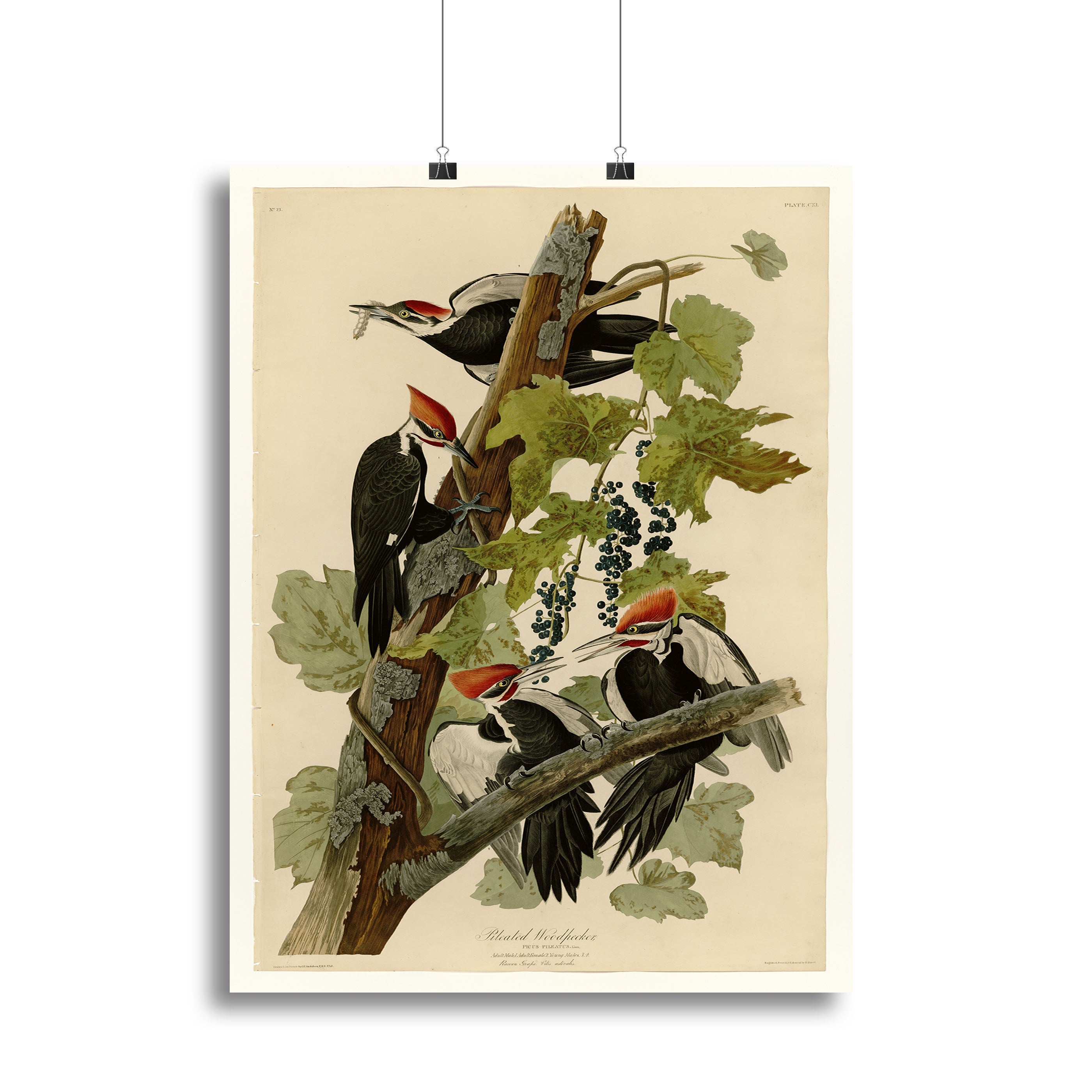 Pileated Woodpecker by Audubon Poster - Unframed