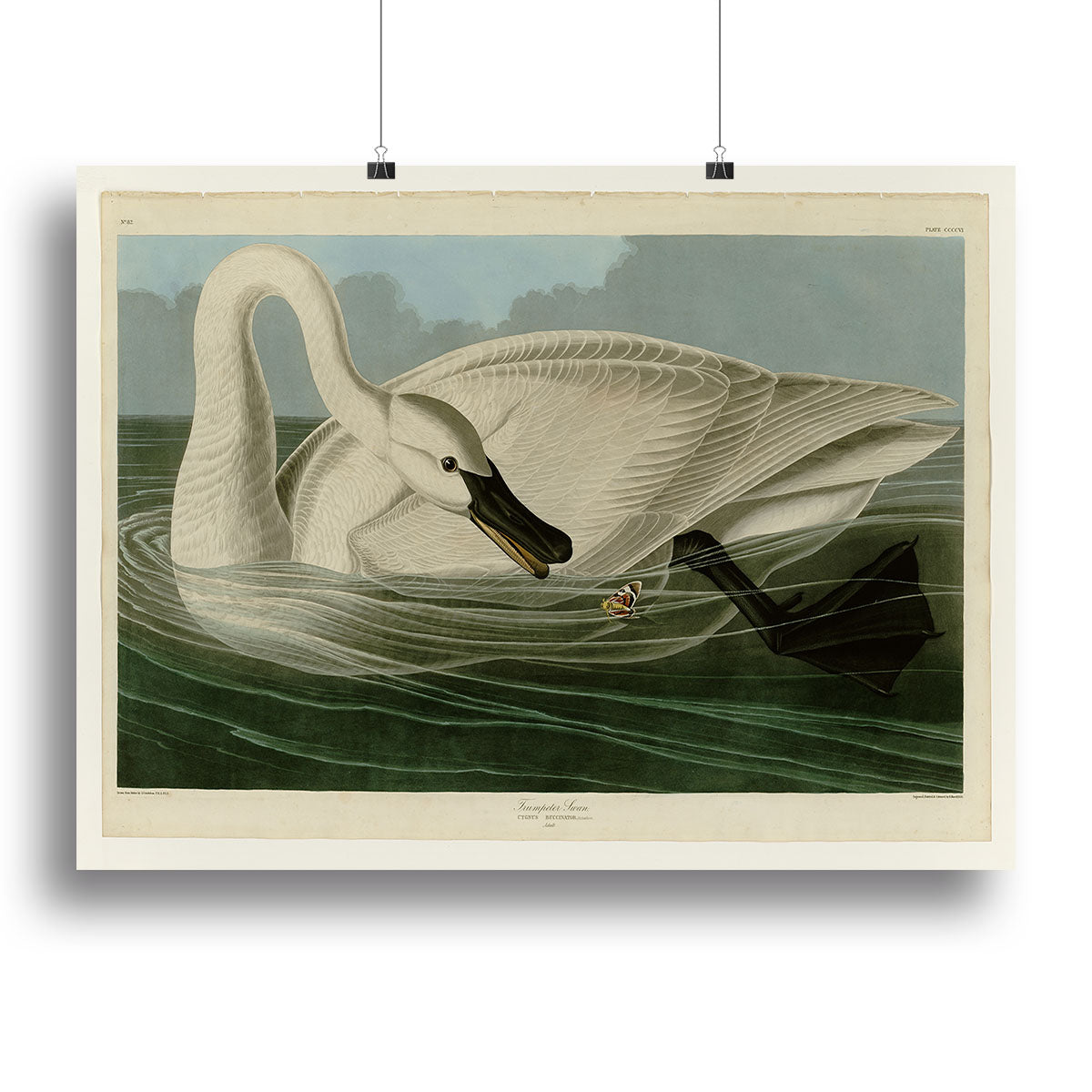 Trumpeter Swan by Audubon Poster - Unframed