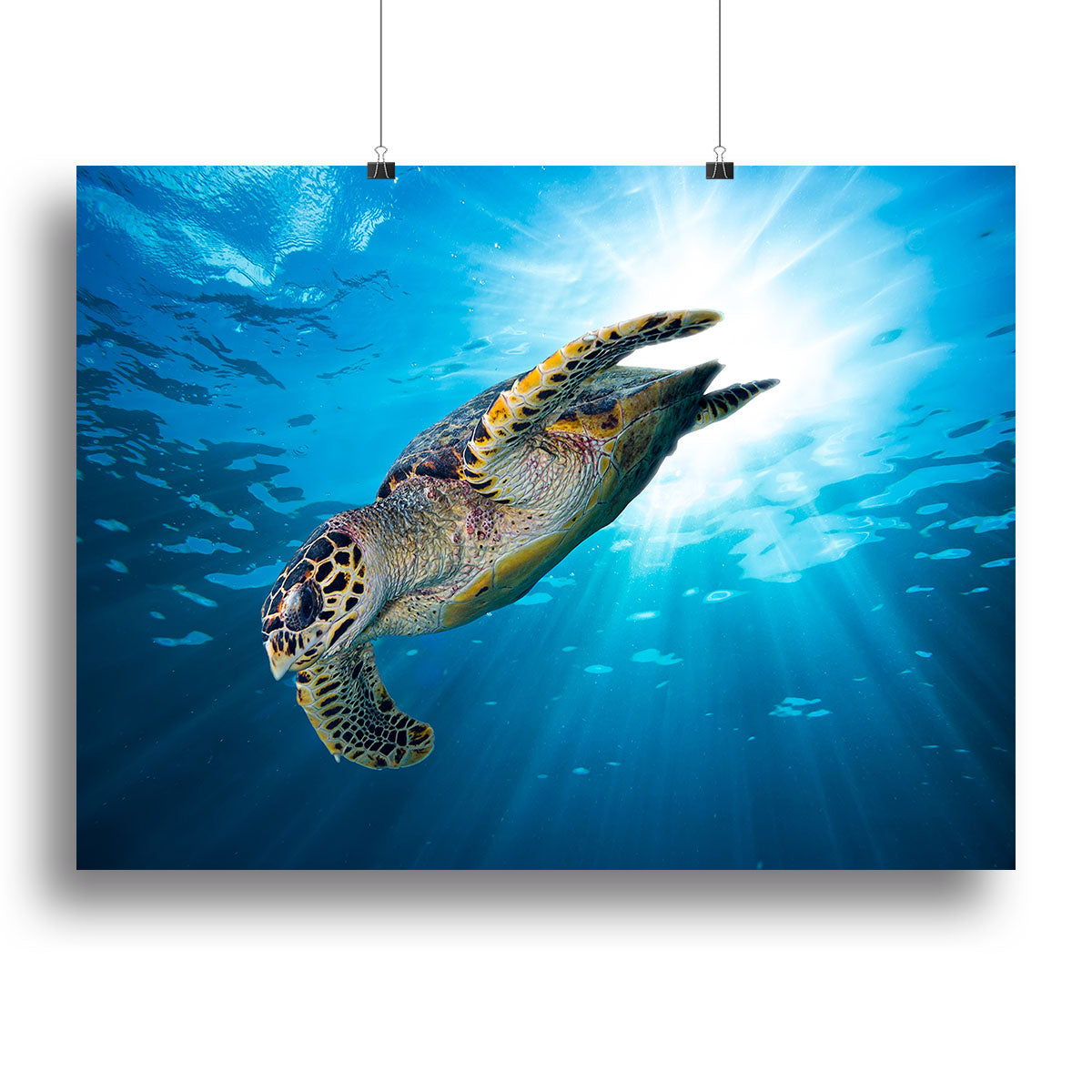 Turtle dive Poster - Unframed