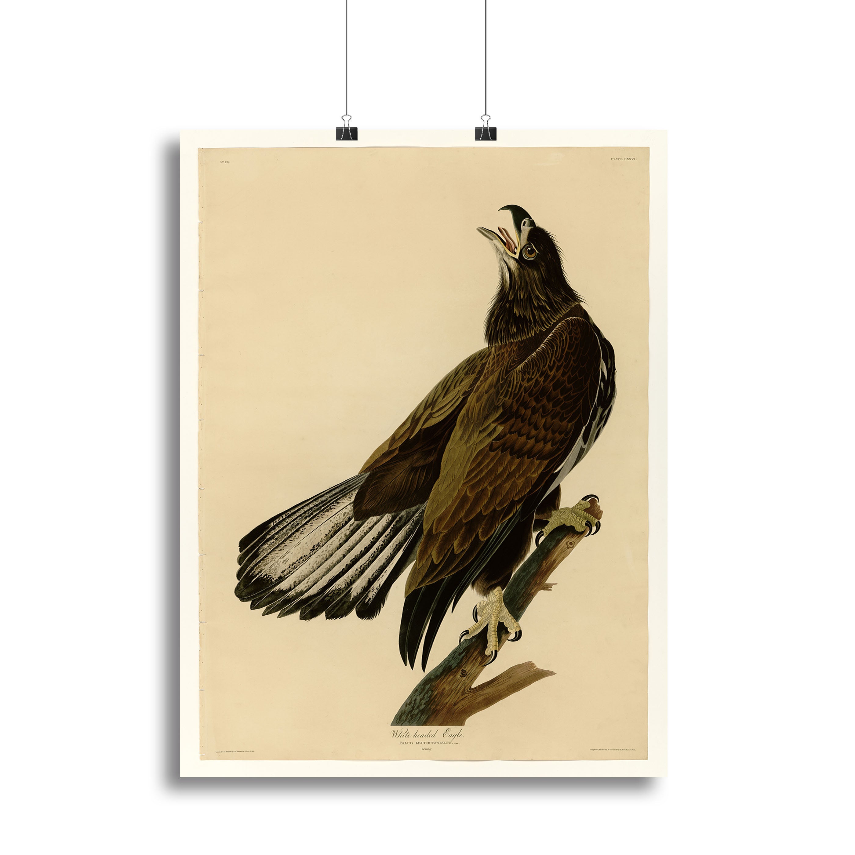 White headed Eagle 2 by Audubon Poster - Unframed