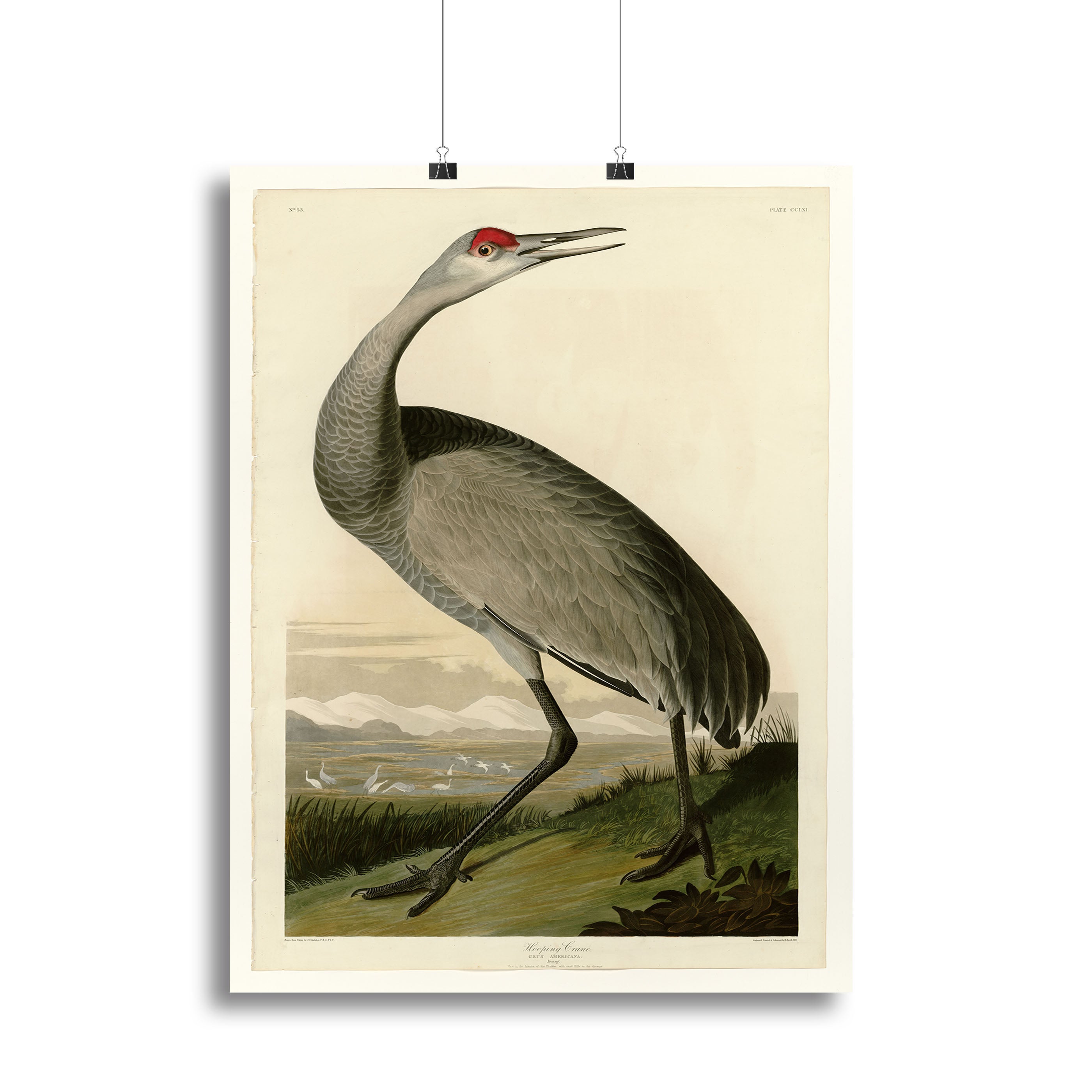 Whooping Crane by Audubon Poster - Unframed