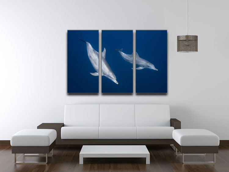 Bottlenose Dolphins 3 Split Panel Canvas Print - 1x - 3