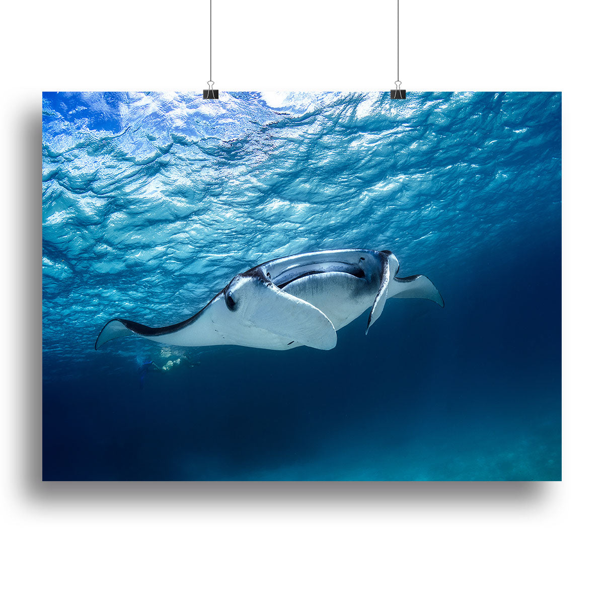 Manta Ray Canvas Print or Poster - Canvas Art Rocks - 2