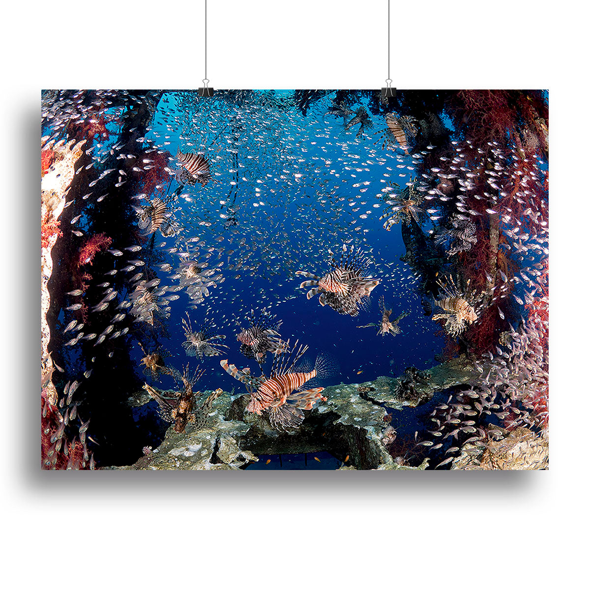 Lionfish Party Canvas Print or Poster - Canvas Art Rocks - 2