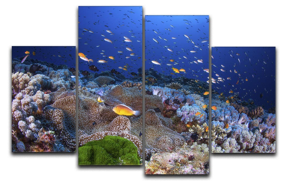 Anemon And Anthias 4 Split Panel Canvas - Canvas Art Rocks - 1