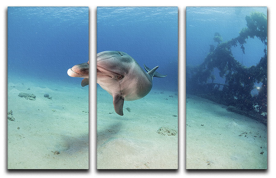 Dolphin 3 Split Panel Canvas Print - Canvas Art Rocks - 1