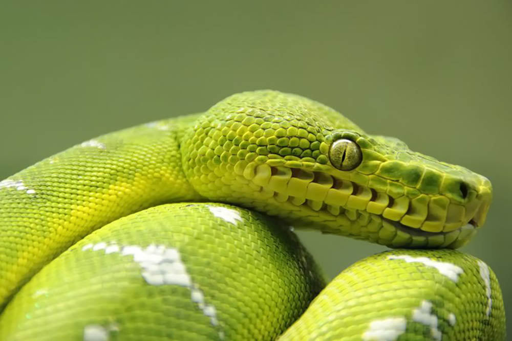 A closeup landscape shot of an Emerald Tree Boa Wall Mural Wallpaper - Canvas Art Rocks - 1
