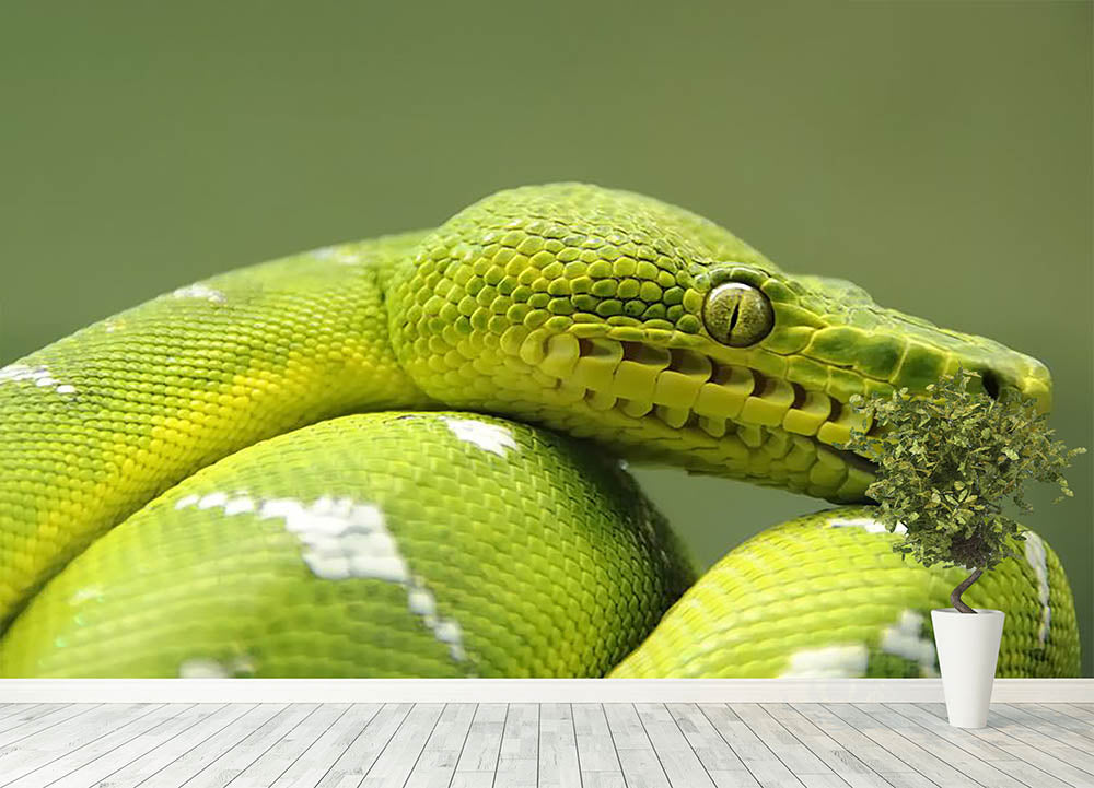 A closeup landscape shot of an Emerald Tree Boa Wall Mural Wallpaper - Canvas Art Rocks - 4
