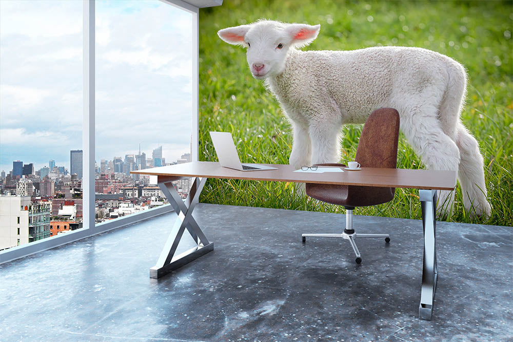 A white suffolk lamb Wall Mural Wallpaper - Canvas Art Rocks - 3