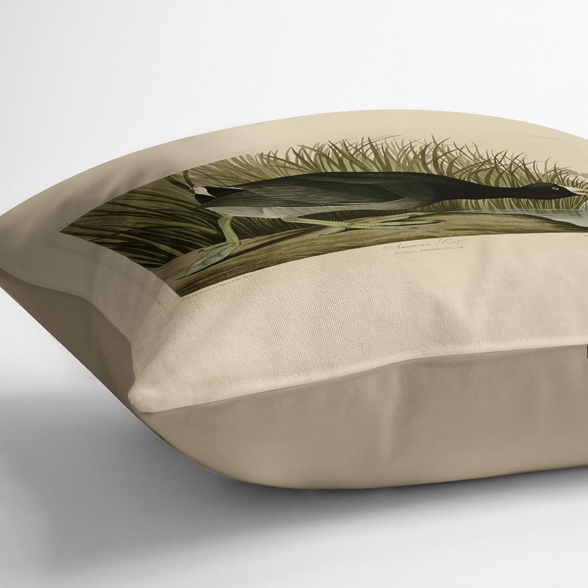 American Coot by Audubon Cushion