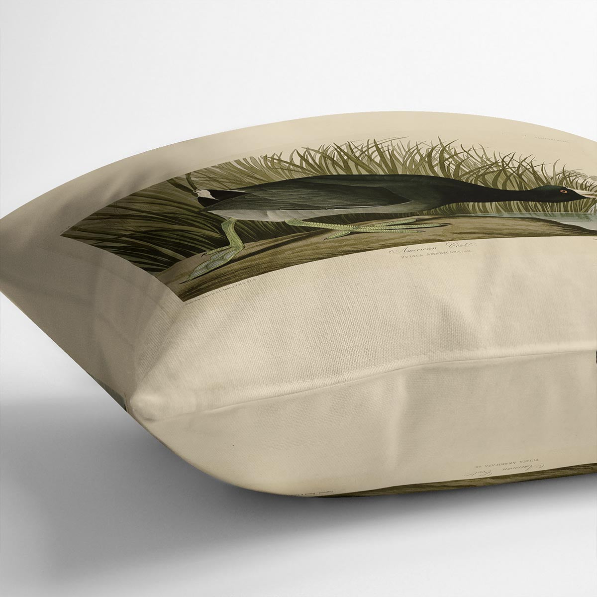 American Coot by Audubon Cushion