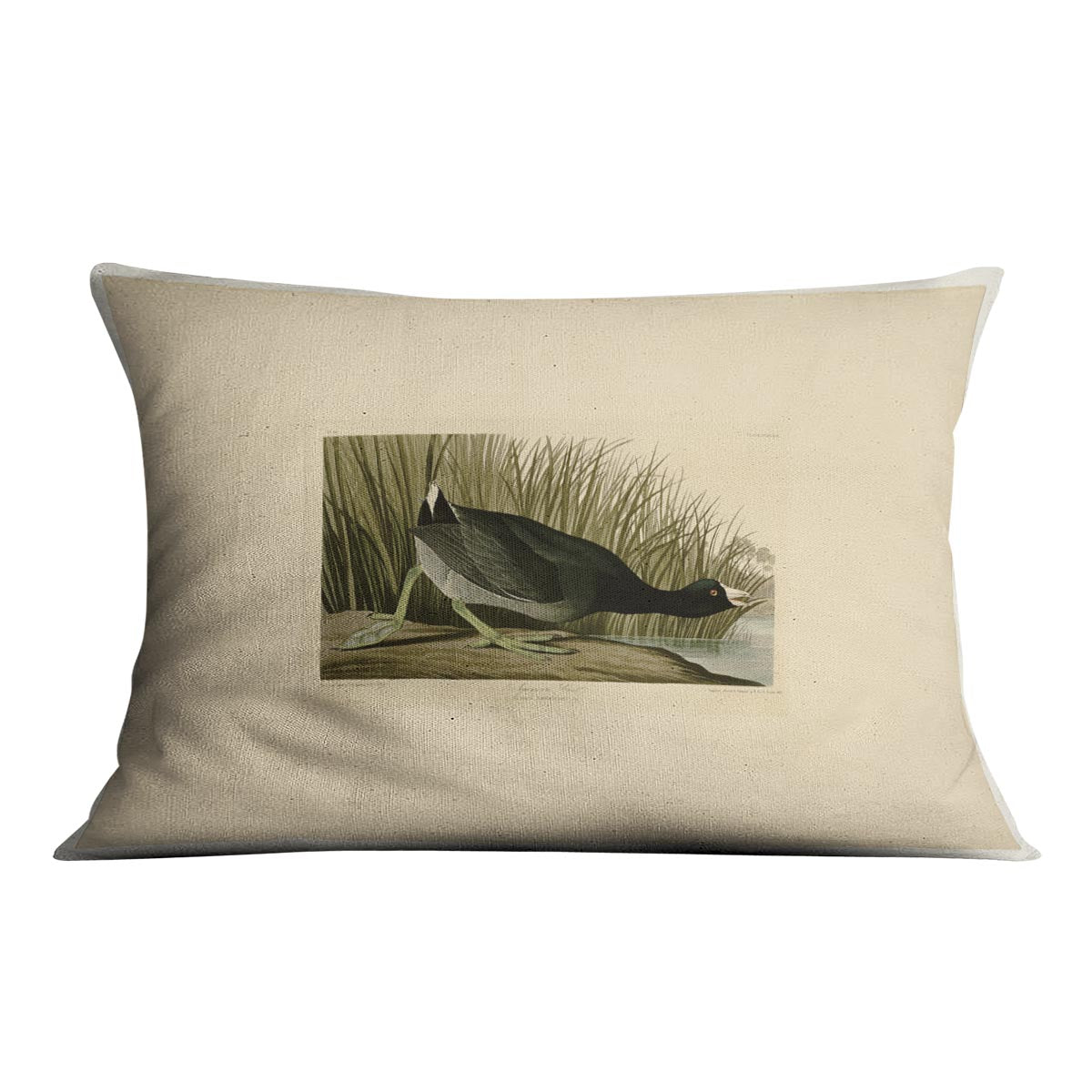 American Coot by Audubon Cushion