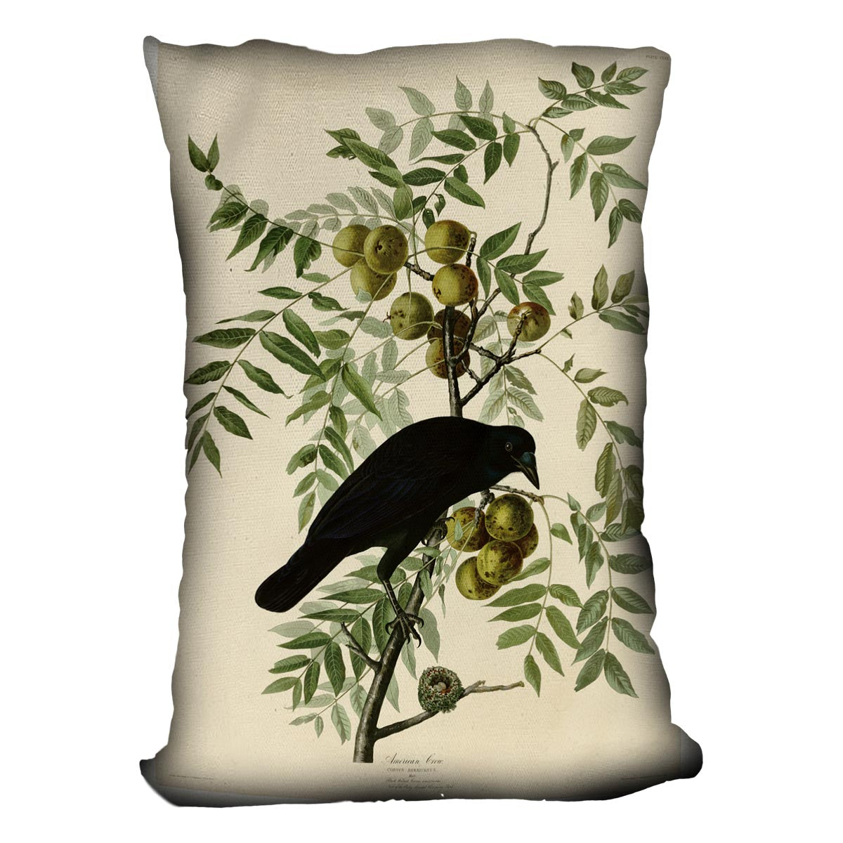American Crow by Audubon Cushion