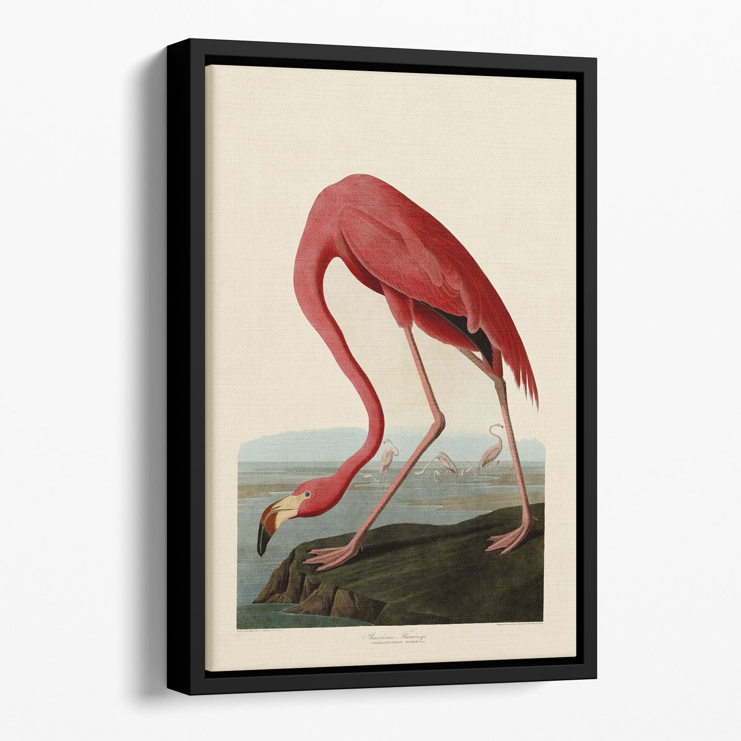 American Flamingo by Audubon Floating Framed Canvas