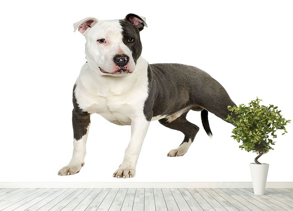 American Staffordshire terrier Wall Mural Wallpaper - Canvas Art Rocks - 4