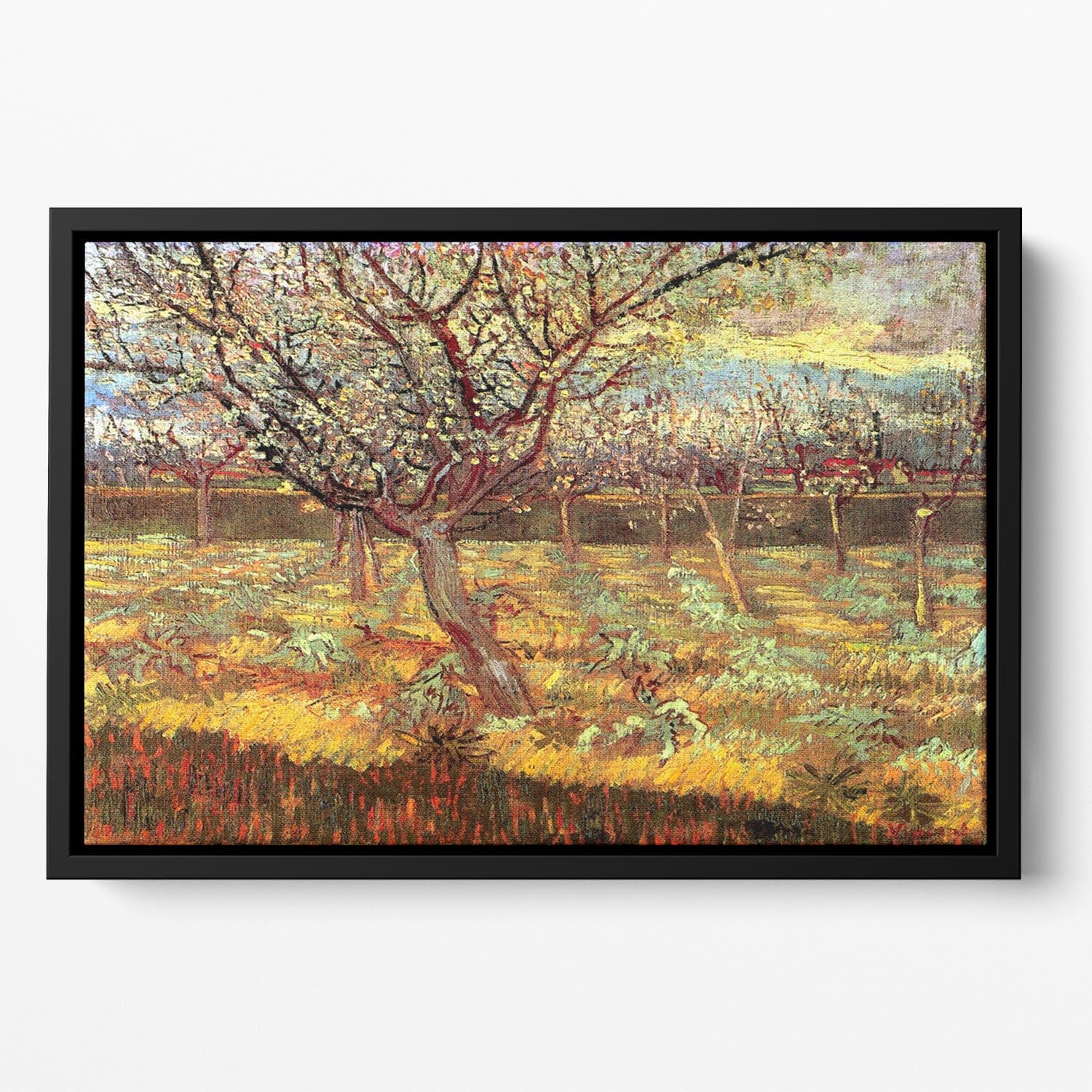 Apricot Trees in Blossom by Van Gogh Floating Framed Canvas