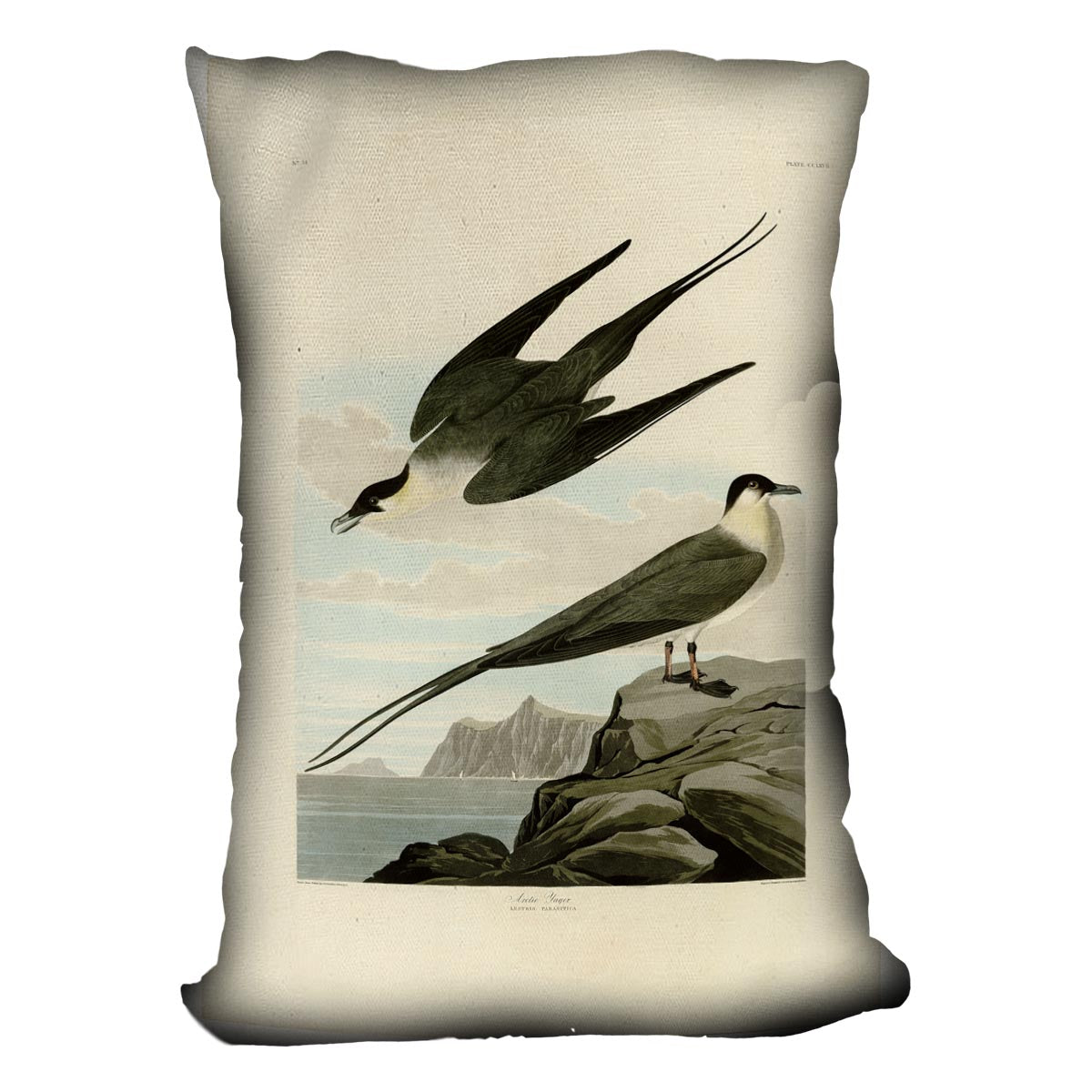 Arctic Yager by Audubon Cushion