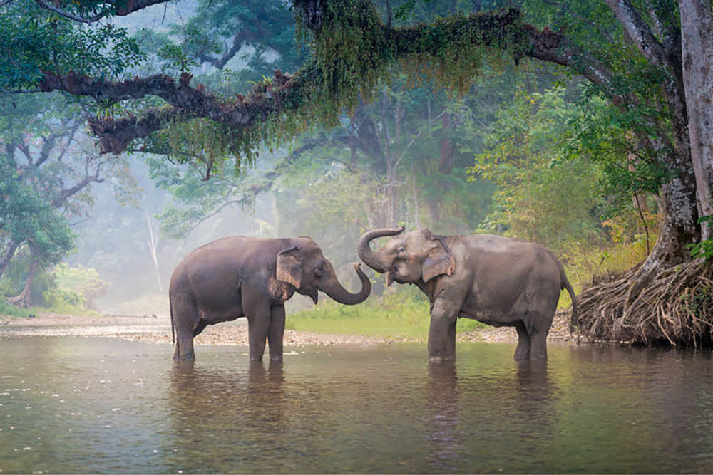 Asian Elephants in a natural river at deep forest Wall Mural Wallpaper - Canvas Art Rocks - 1