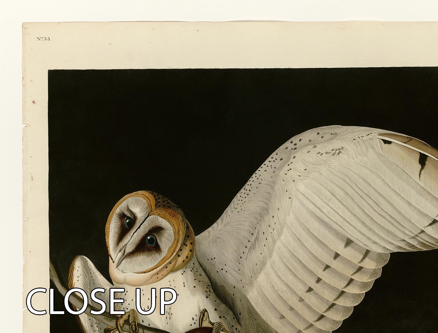 Barn Owl by Audubon 3 Split Panel Canvas Print - Canvas Art Rocks - 3