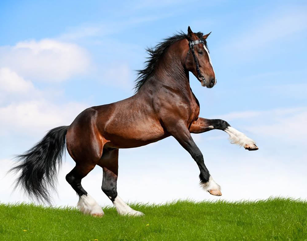 Bay horse running in field Wall Mural Wallpaper - Canvas Art Rocks - 1