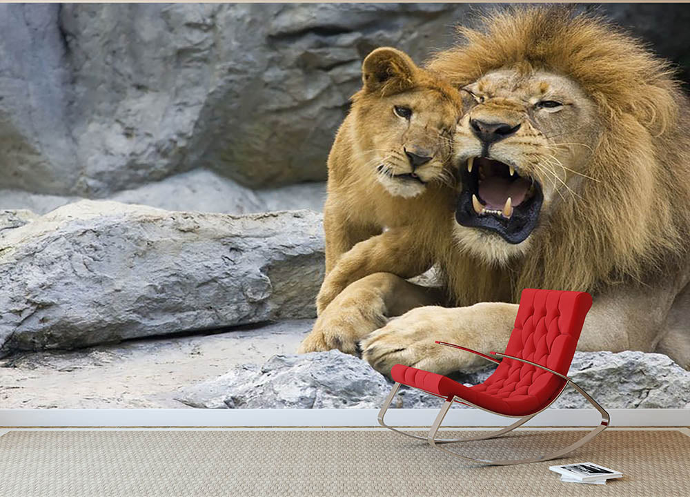 Big lion father and his son playing Wall Mural Wallpaper | Canvas Art Rocks