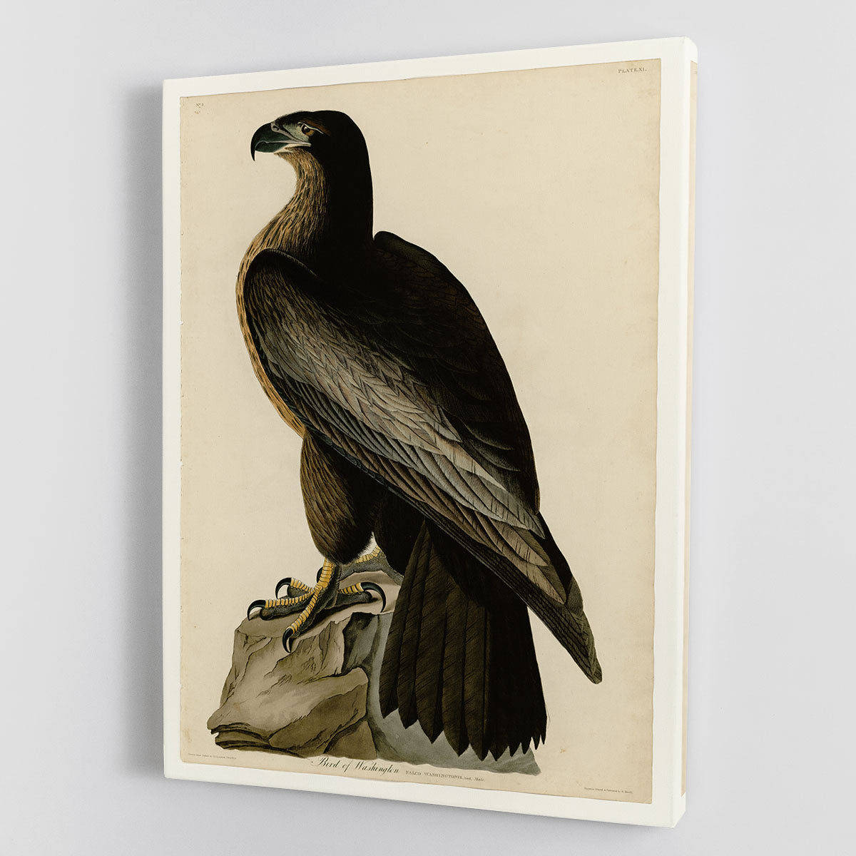 Bird of Washington by Audubon Canvas Print or Poster - Canvas Art Rocks - 1
