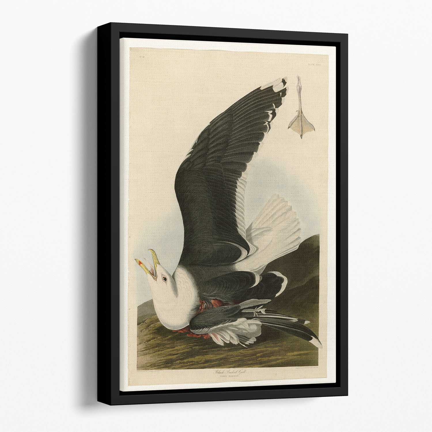Black Backed Gull by Audubon Floating Framed Canvas