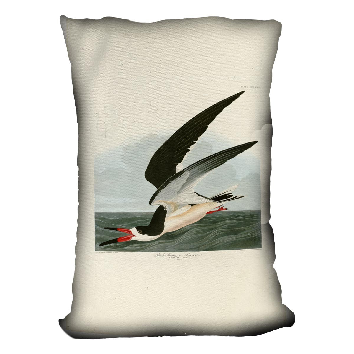 Black Skimmer by Audubon Cushion