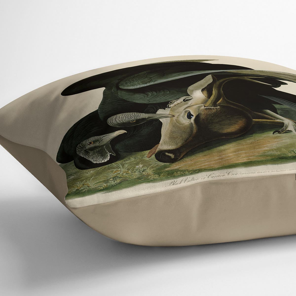 Black Vulture by Audubon Cushion