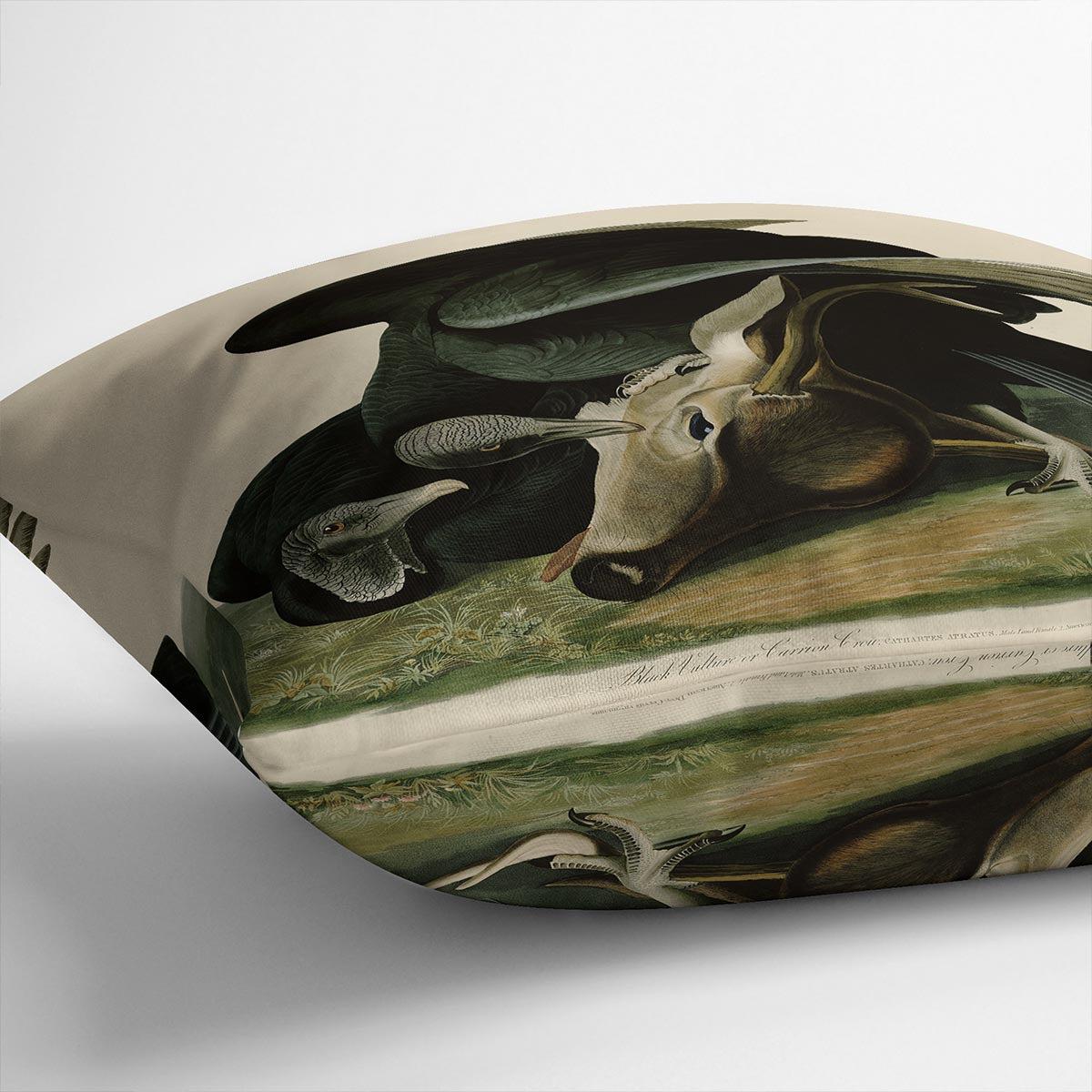 Black Vulture by Audubon Cushion