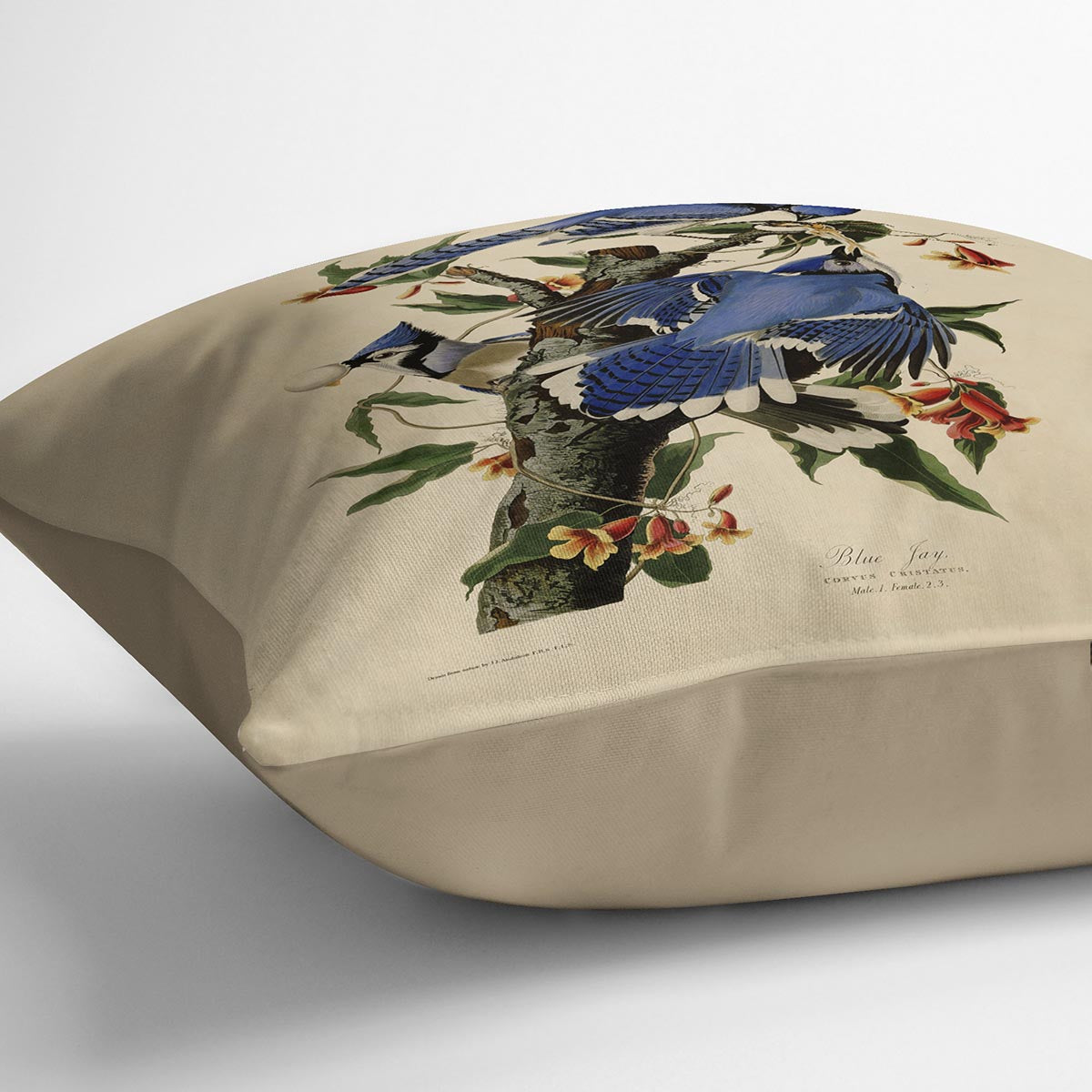 Blue Jay by Audubon Cushion