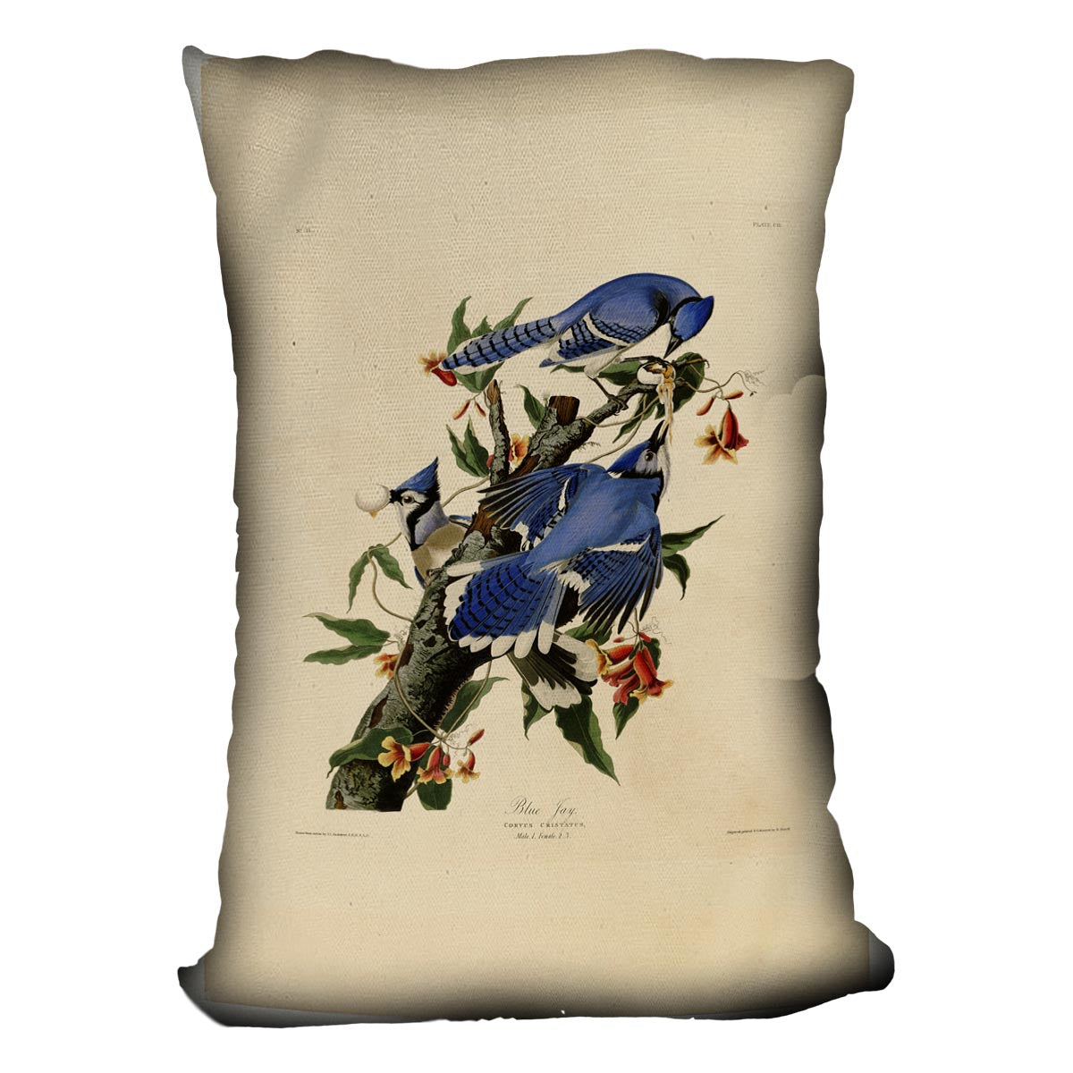 Blue Jay by Audubon Cushion