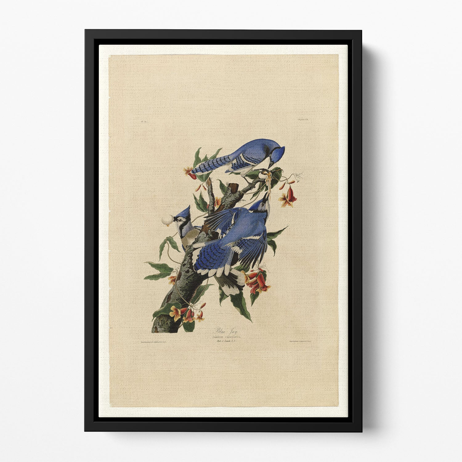 Blue Jay by Audubon Floating Framed Canvas