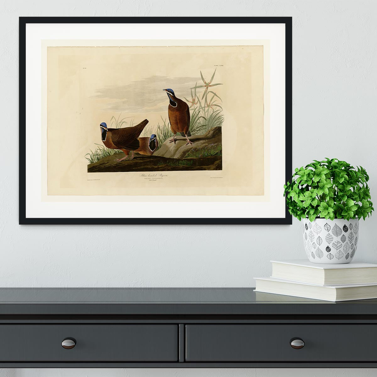 Blue headed Pigeon by Audubon Framed Print - Canvas Art Rocks - 1