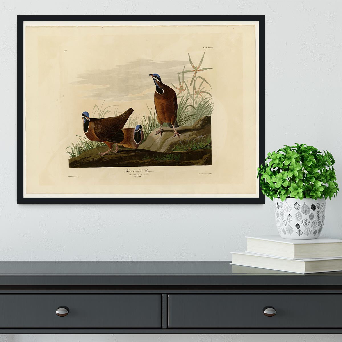 Blue headed Pigeon by Audubon Framed Print - Canvas Art Rocks - 2