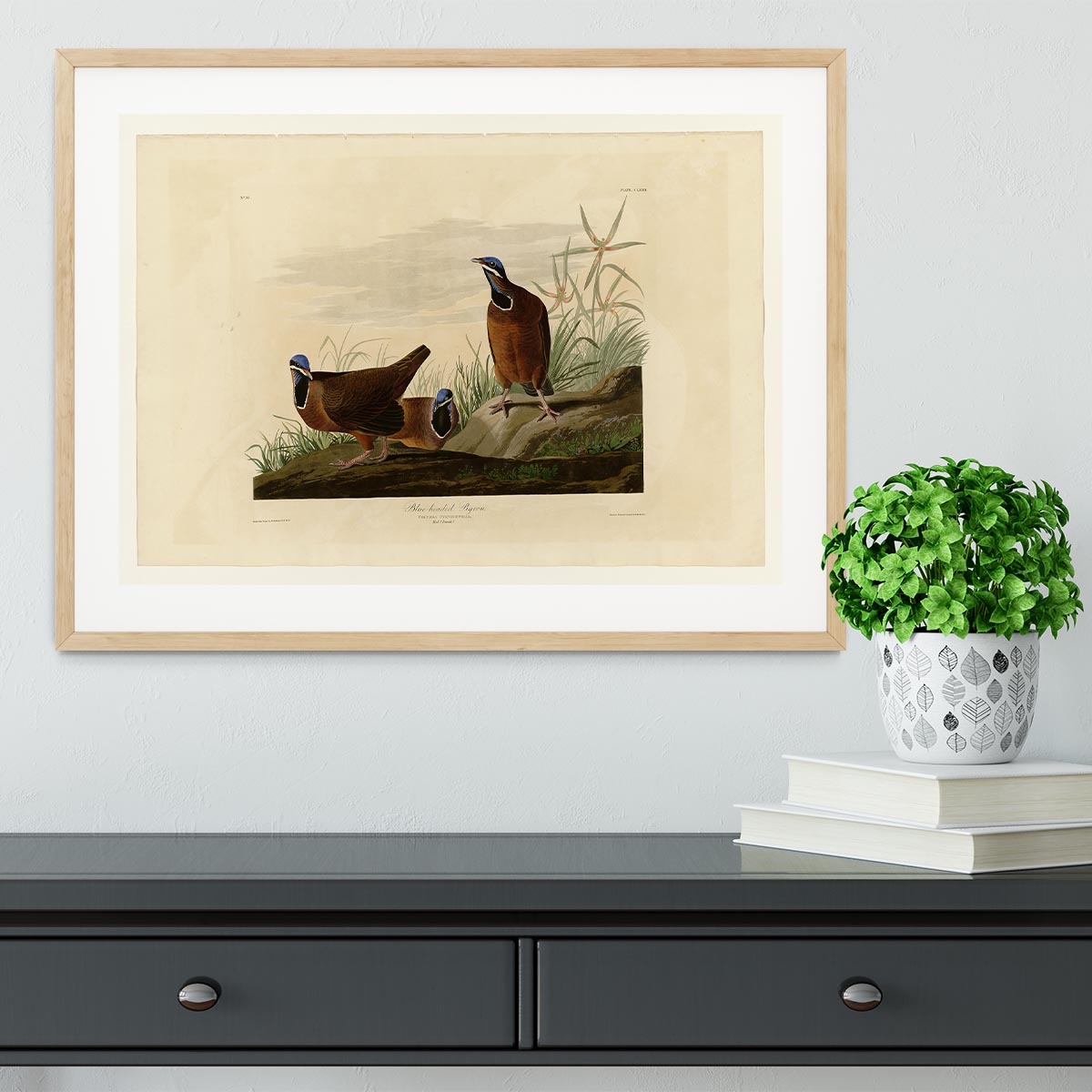 Blue headed Pigeon by Audubon Framed Print - Canvas Art Rocks - 3
