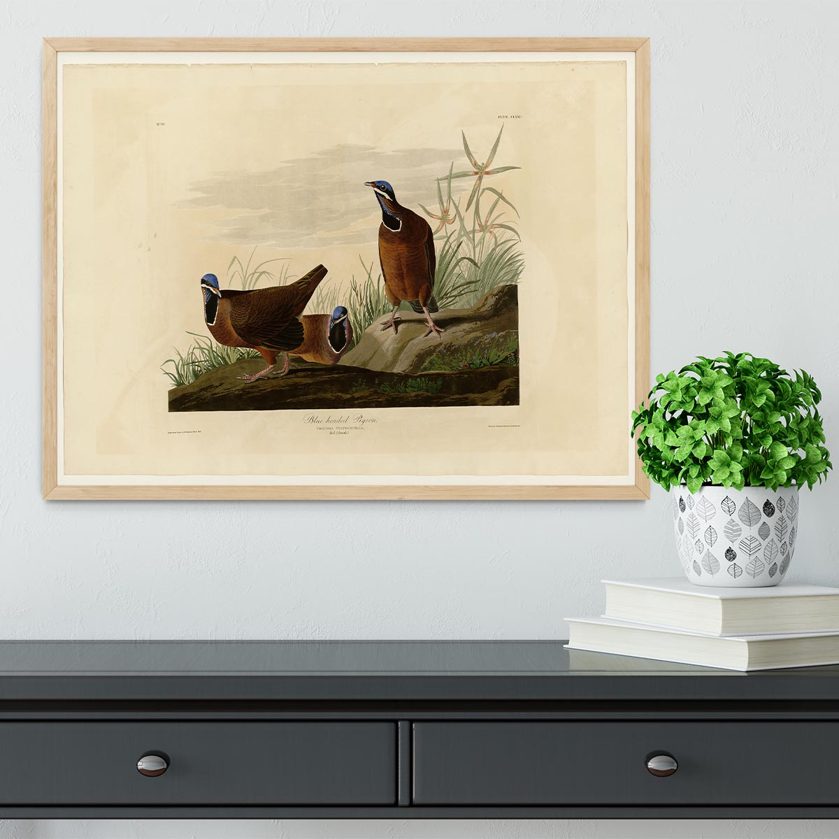 Blue headed Pigeon by Audubon Framed Print - Canvas Art Rocks - 4